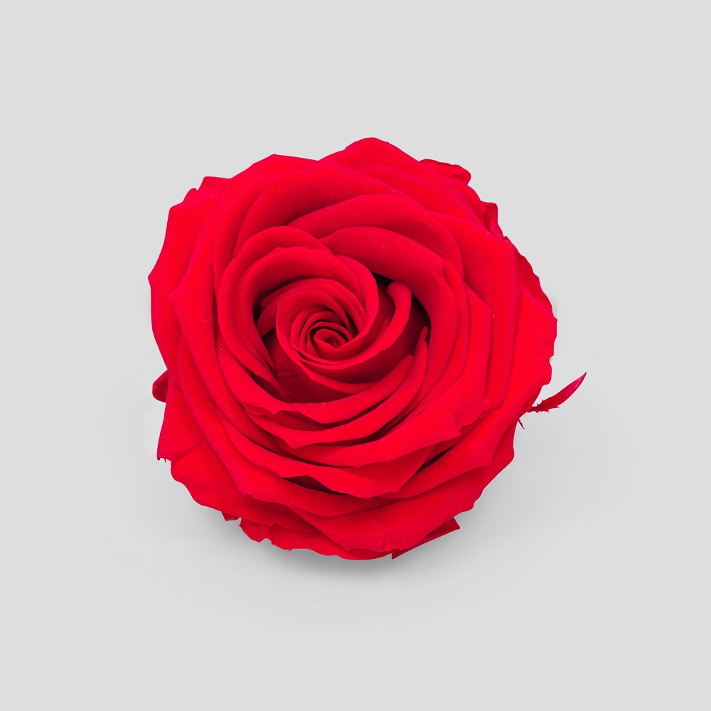 ROSE STABIL. 10PZ. MISURA M RED --- NETTO ---