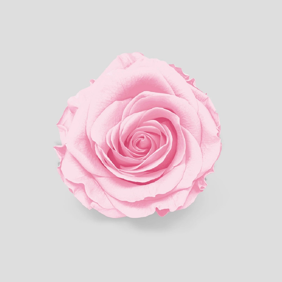 ROSE STABIL. 10PZ. MISURA M  CLOUDY PINK --- NETTO ---