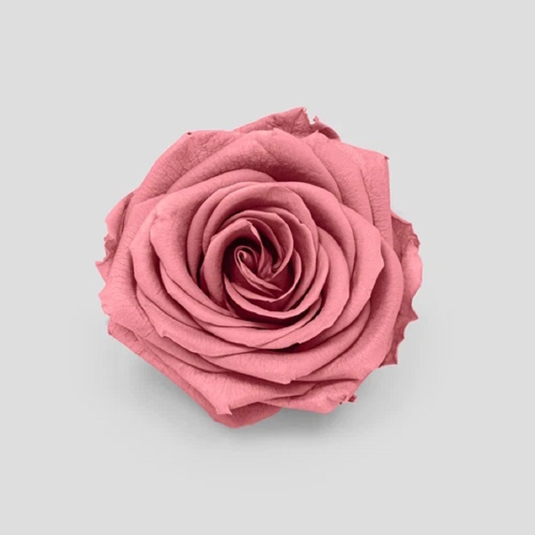 ROSE STABIL. 10PZ. MISURA M MAUVE --- NETTO ---
