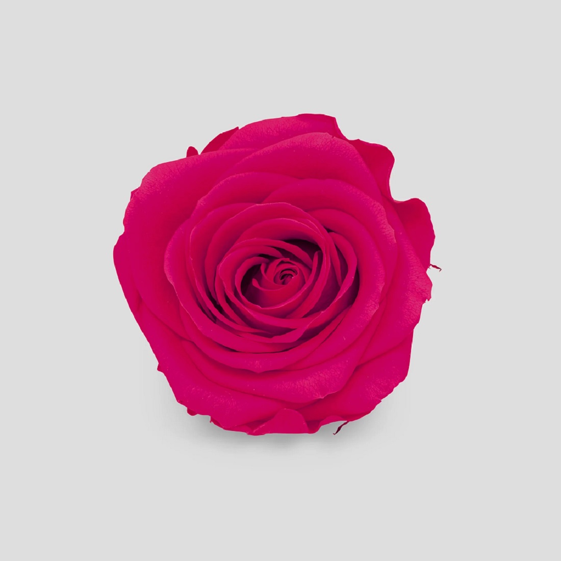 ROSE STABIL. 10PZ. MISURA M MAGENTA --- NETTO ---