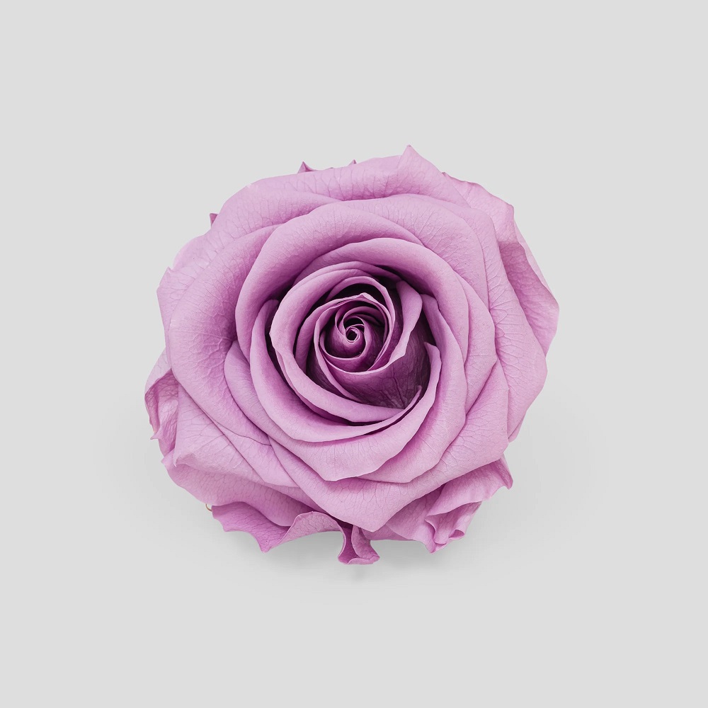 ROSE STABIL. 10PZ. MISURA M LAVENDER --- NETTO ---