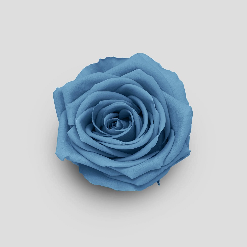 ROSE STABIL. 10PZ. MISURA M DUSTY BLUE --- NETTO ---