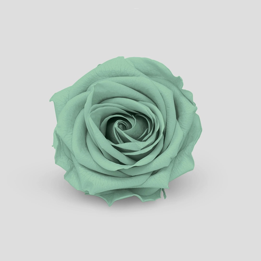 ROSE STABIL. 10PZ. MISURA M DUSTY GREEN --- NETTO ---