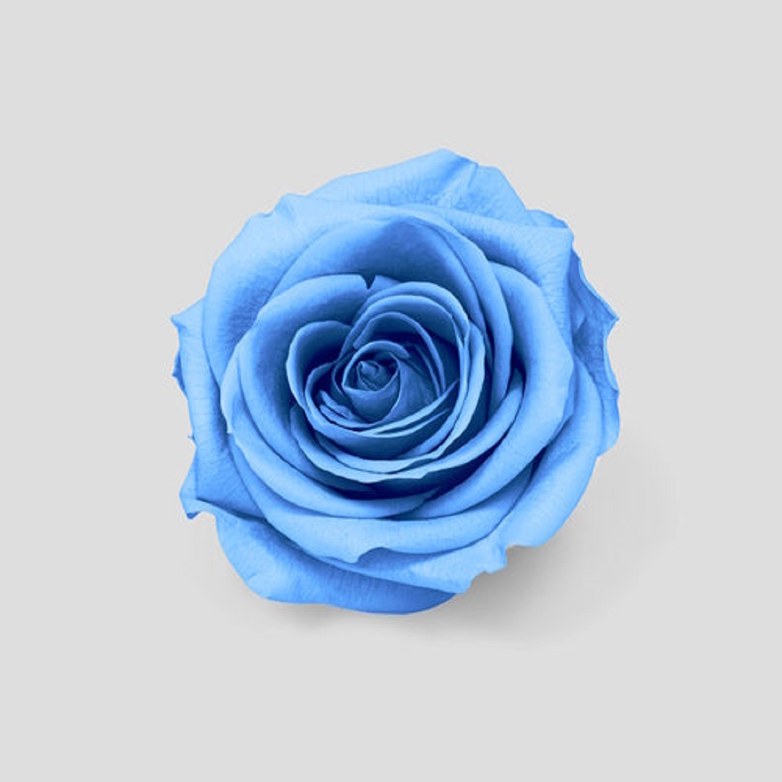 ROSE STABILIZZ. 21PZ. XXS SKY BLUE --- NETTO ---