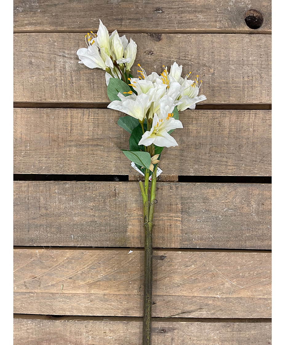 RODODENTRO CM.85 CREAM