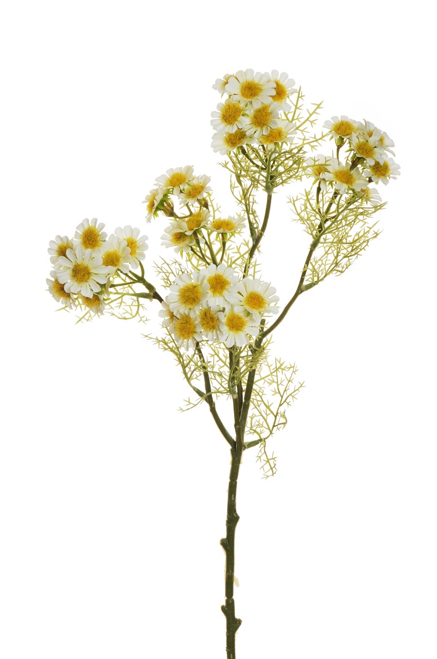 CAMOMILLA SPRAY X5 63,5CM. 2PZ BIANCO