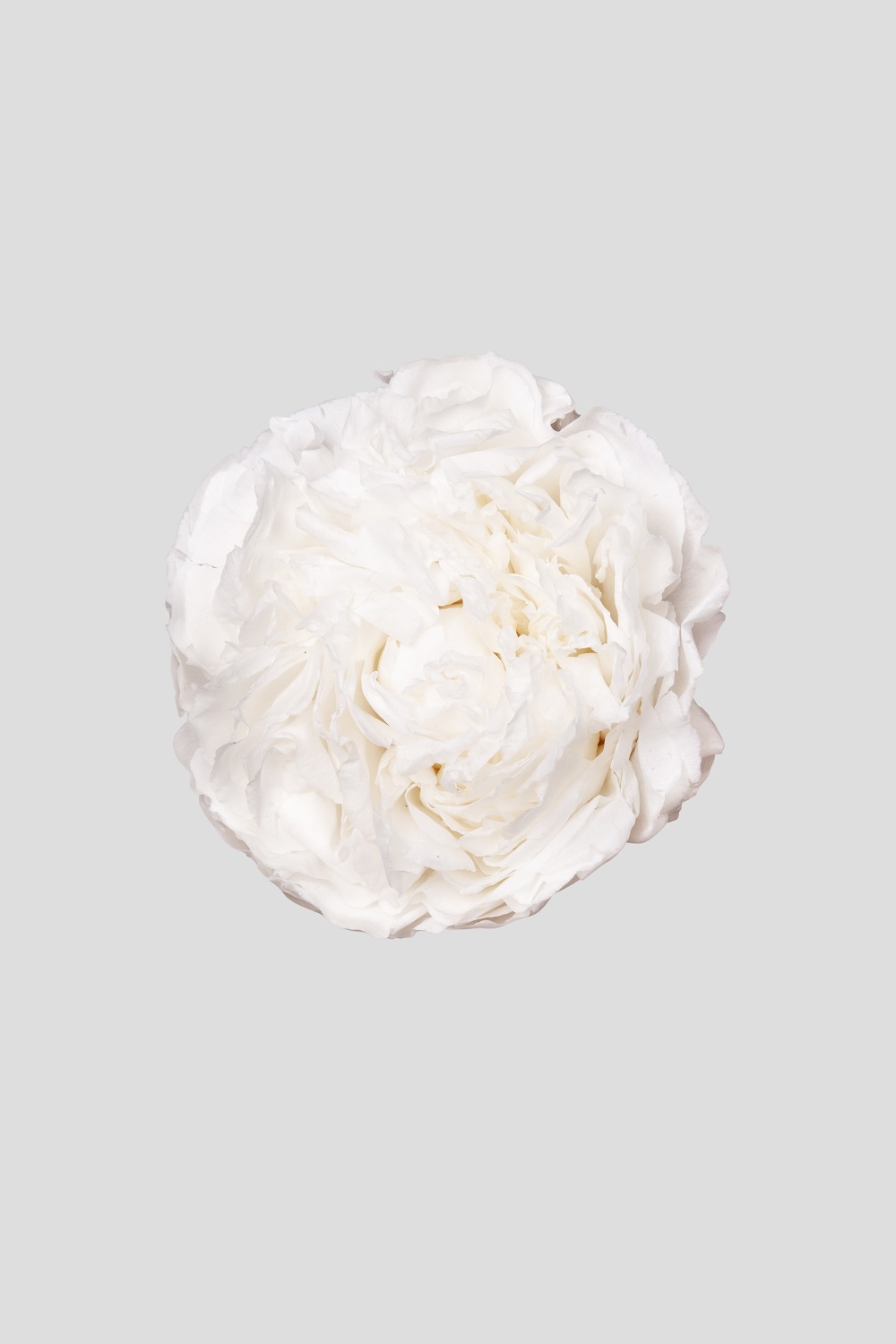 PEONIA D.9CM. WHITE --- NETTO ---