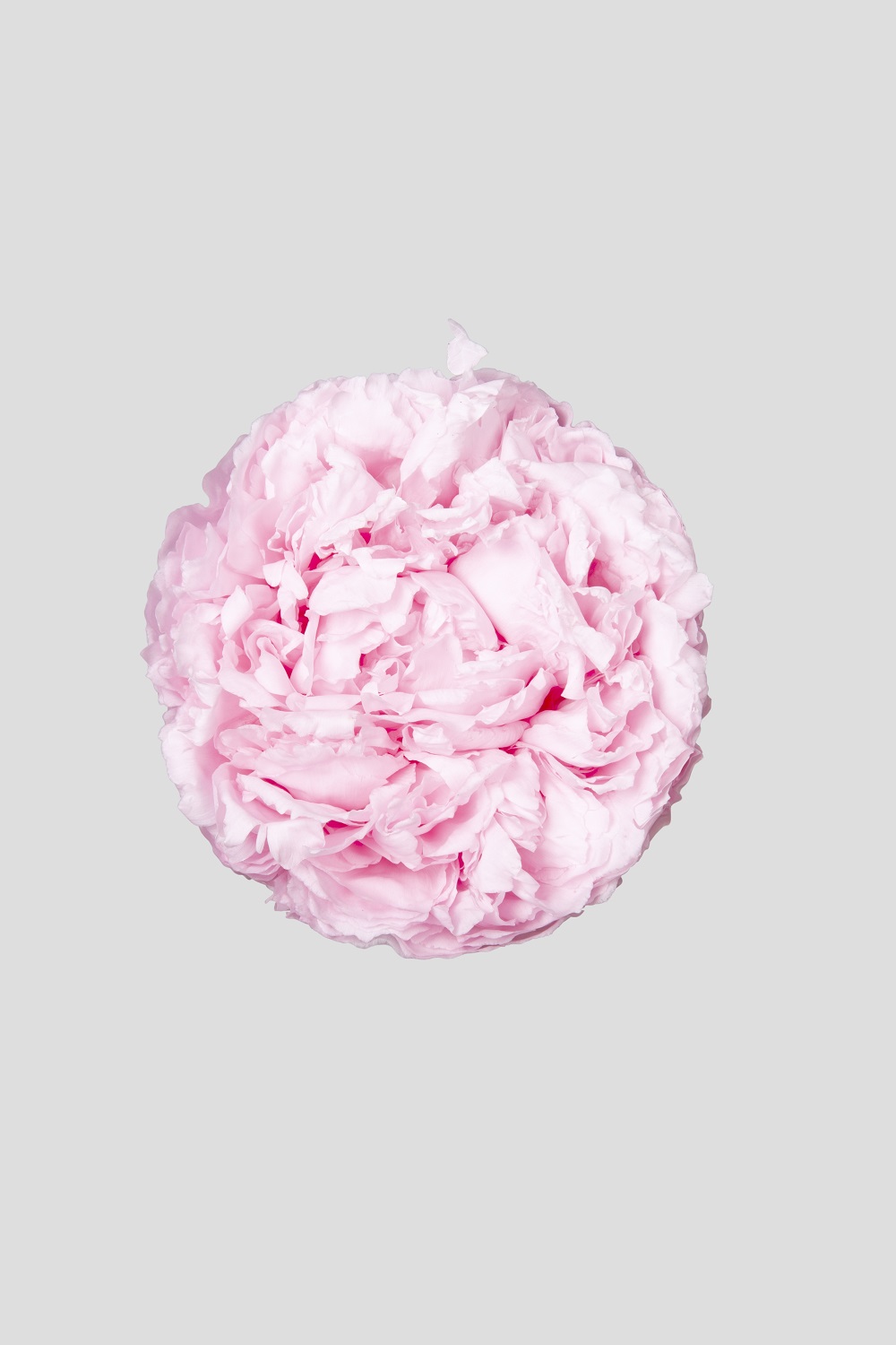 PEONIA D.9CM. PINK --- NETTO ---