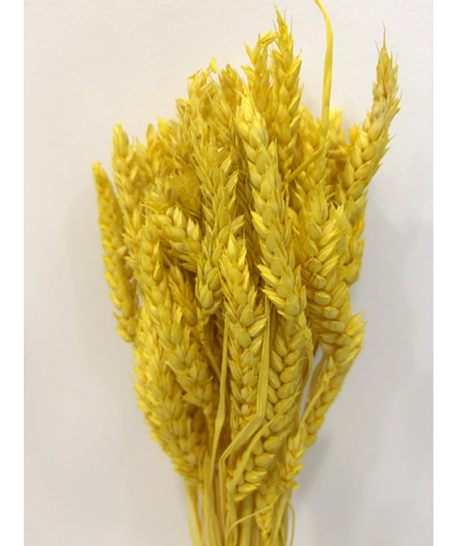 TARWE 100GR. GIALLO
