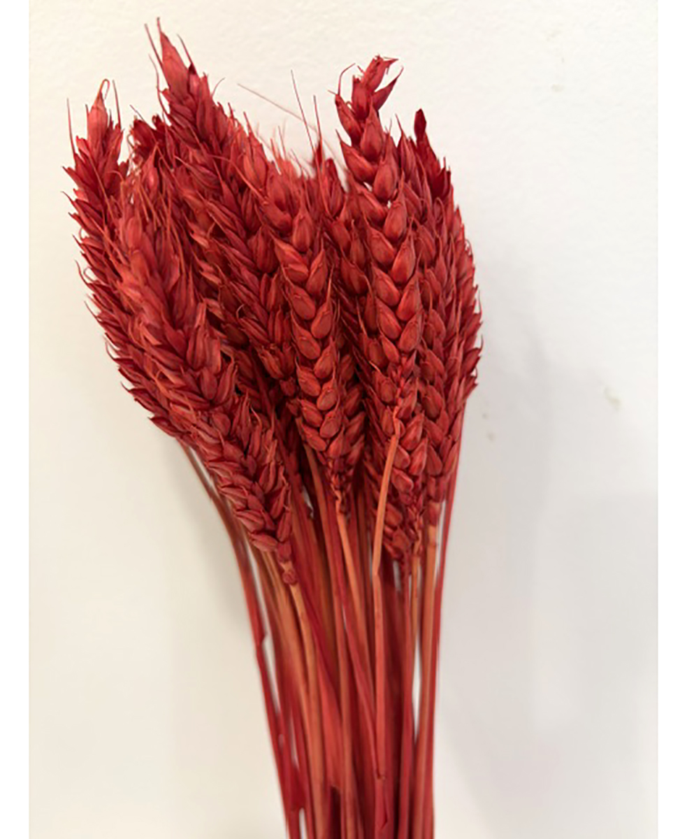 TARWE 100GR. ROSSO