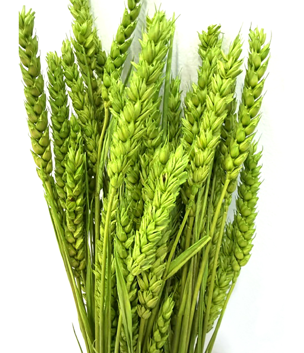 TARWE 100GR. VERDE MELA