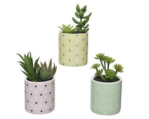 PIANTINE GRASSE C/POT CERAM.H6,5CM. 3PZ.ASS.