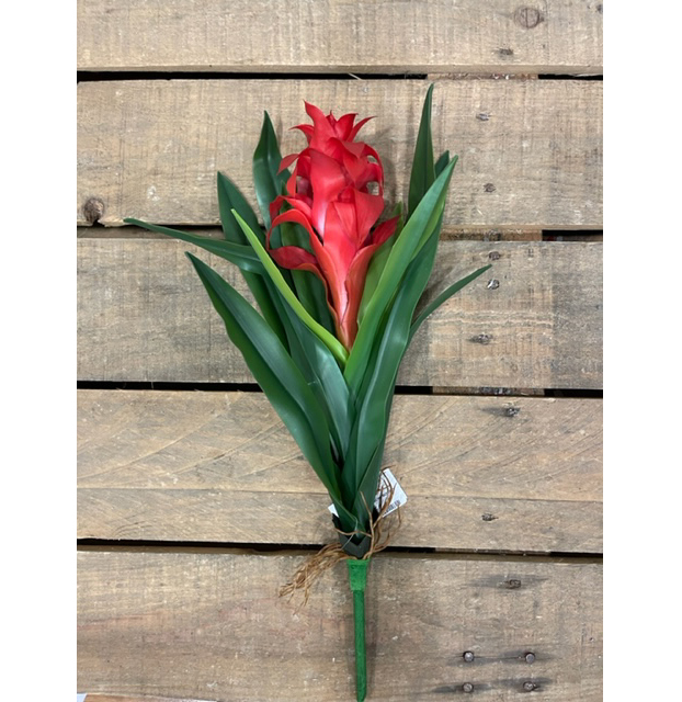 GUZMANIA 46CM. ROSSO