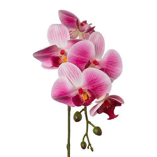 PHALAENOPSIS 5FIORI 3PZ. 45CM. REAL T. ROSA