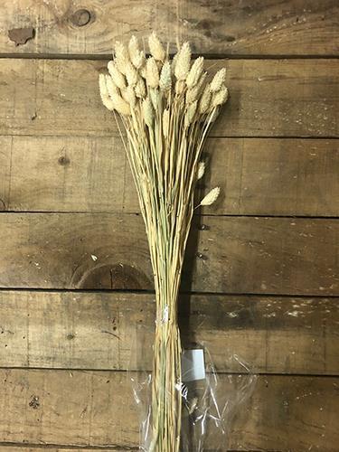 PHALARIS POA H60CM. 100GR. NATURALE