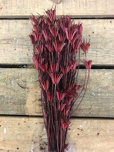 NIGELLA ORIENTALIS 50GR. BORDO'