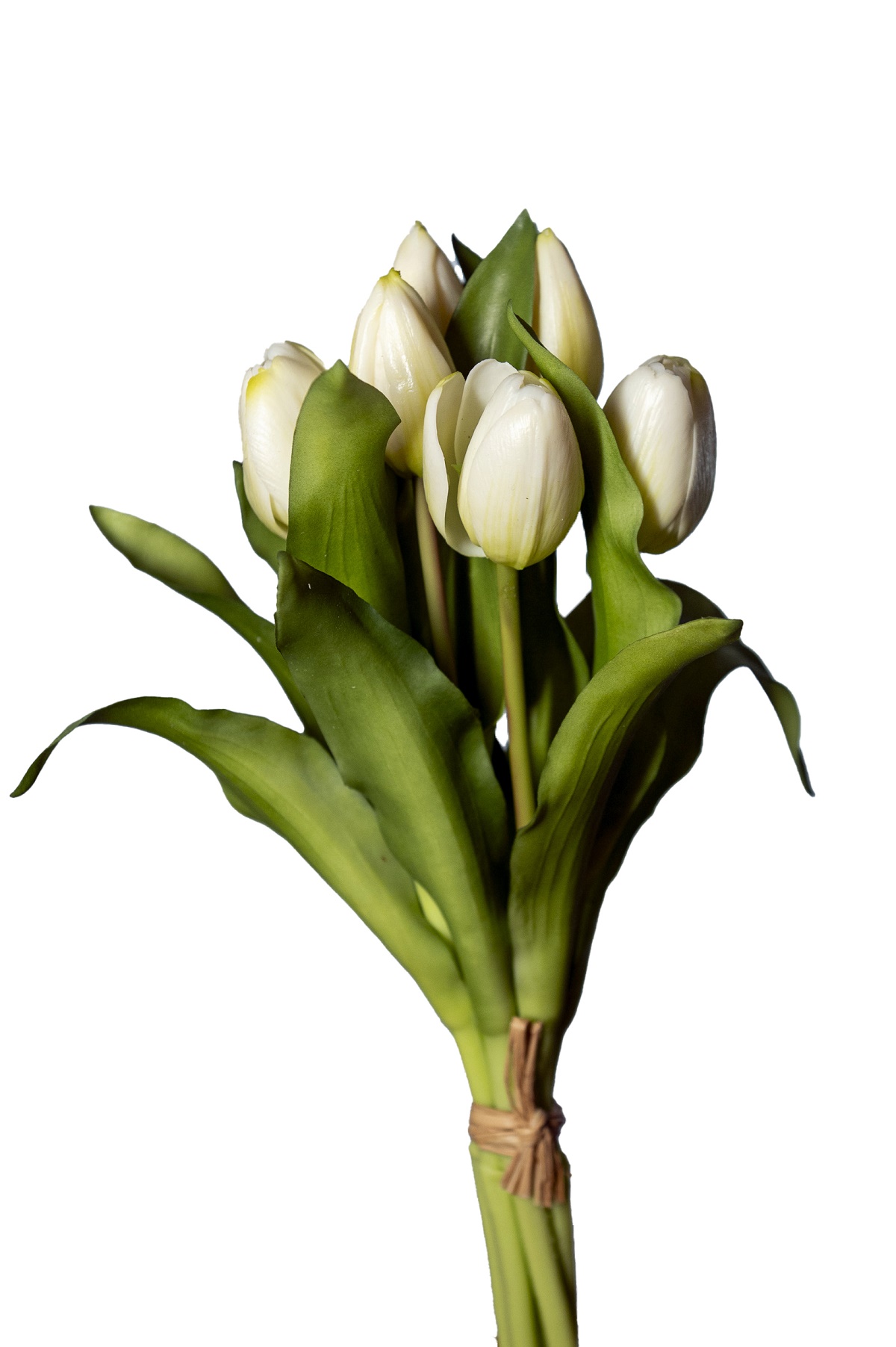 TULIPANI BUNDLE 7STELI 30CM. BIANCO