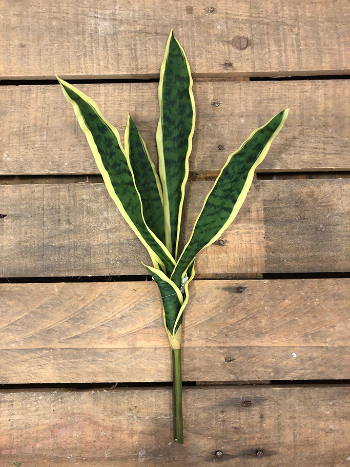 SANSEVERIA C/4FOGLIE 55CM. VARIEGATO