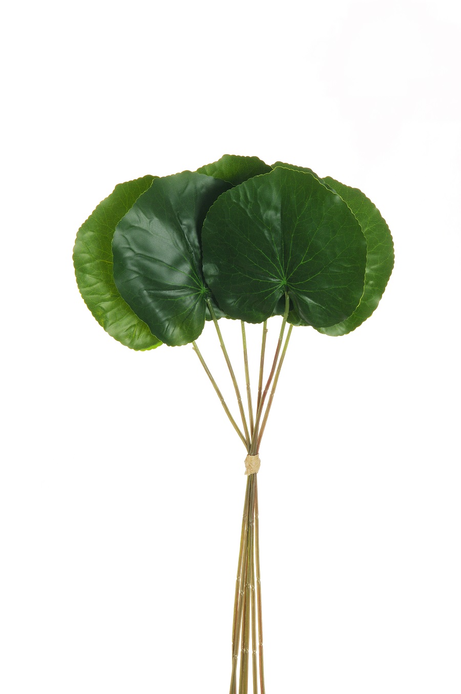 FOGLIA GALAX 3BUNDLE REAL T. 18STELI D10,5 37,5CM.