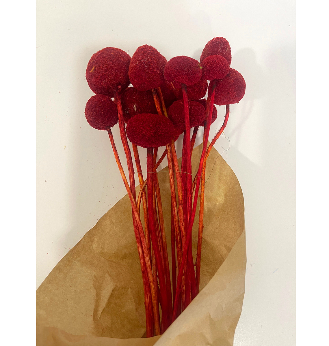 CRASPEDIA 15PZ. 65CM. ROSSO