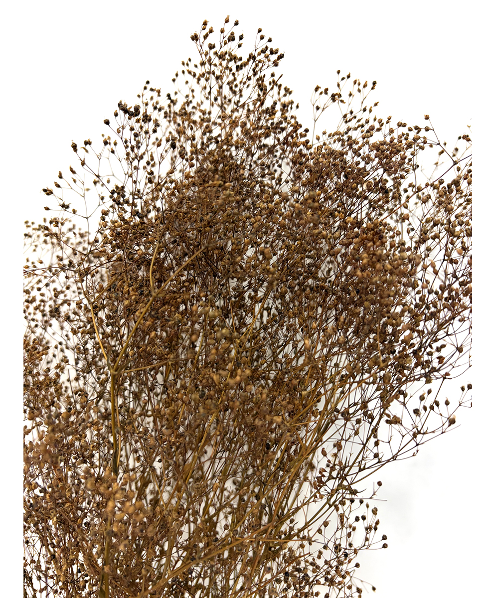 MINI GYPSOPHILA 50GR. CUOIO