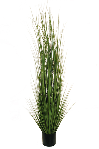 PIANTA GRASS VARIEG. C/VASO H150CM.