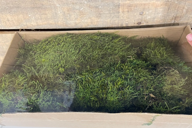 MUSCHIO INDIAN MOSS PRESERVATO 300GR.