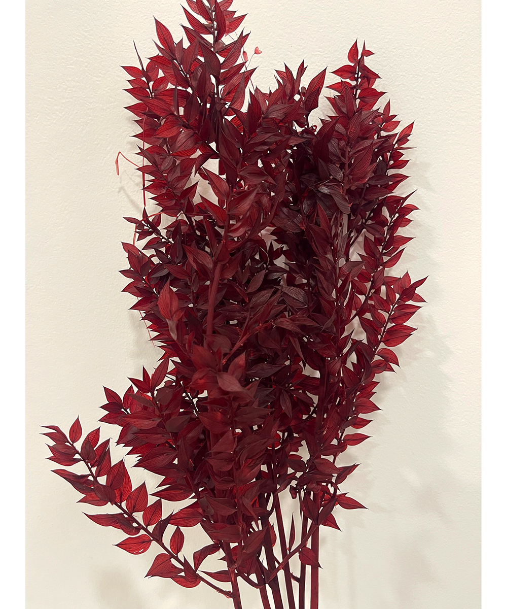 RUSCUS 150GR. 95CM. BORDEAUX