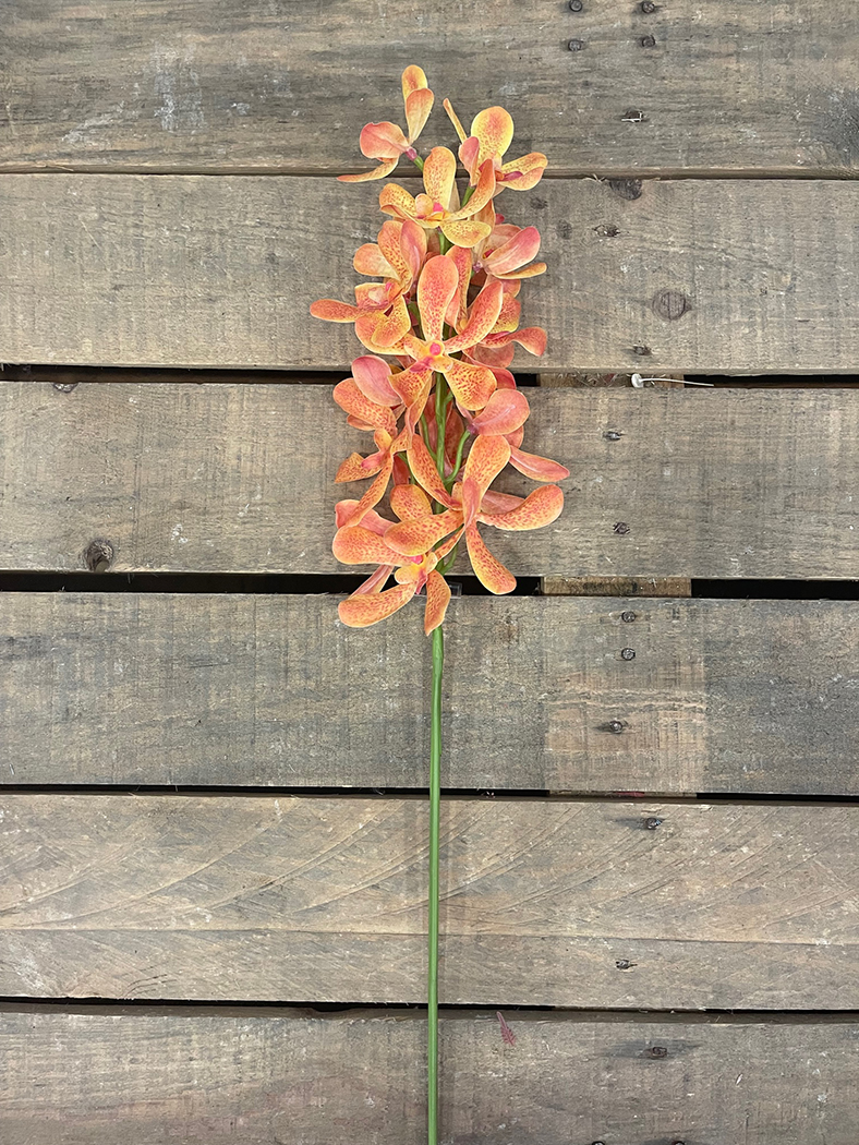 VANDA ARACHNIS 85CM. ARANCIO