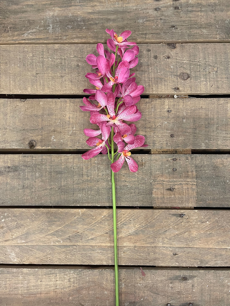 VANDA ARACHNIS 85CM. FUCXIA