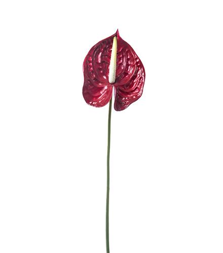 ANTHURIUM 70CM. 3PEZZI ROSSO
