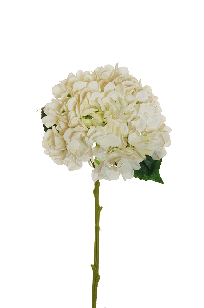 HYDRANGEA JULIET D18CM. L50CM. CREMA