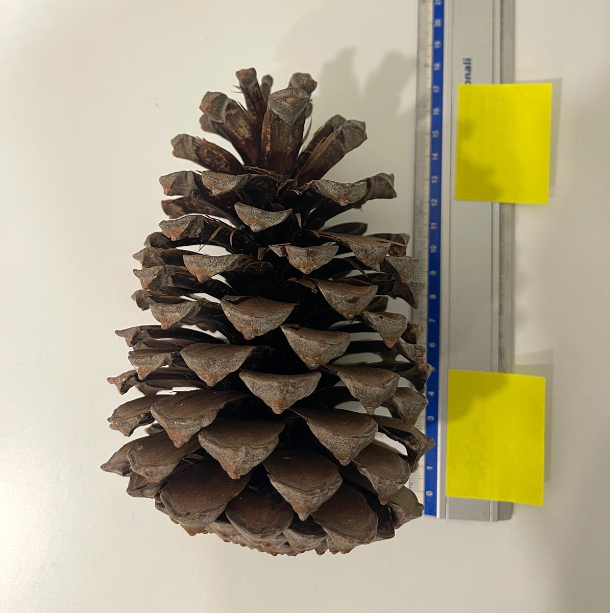 PIGNA MARITTIMA L20CM. NATURALE