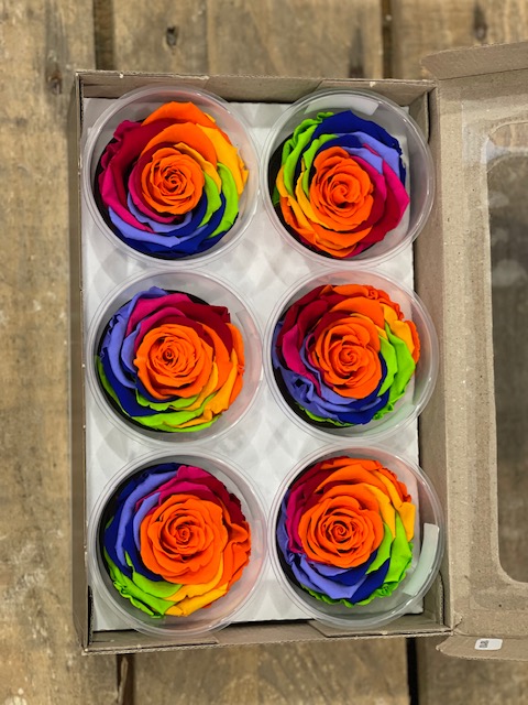 ROSE STAB.RAINBOW 6PZ. L ORA-02 ---NETTO-------