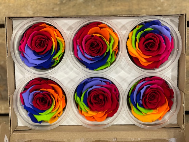 ROSE STAB.RAINBOW 6PZ. L RED-02 ---NETTO-------