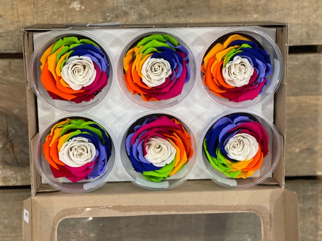 ROSE STAB.RAINBOW 6PZ. L WHI-04 ---NETTO-------