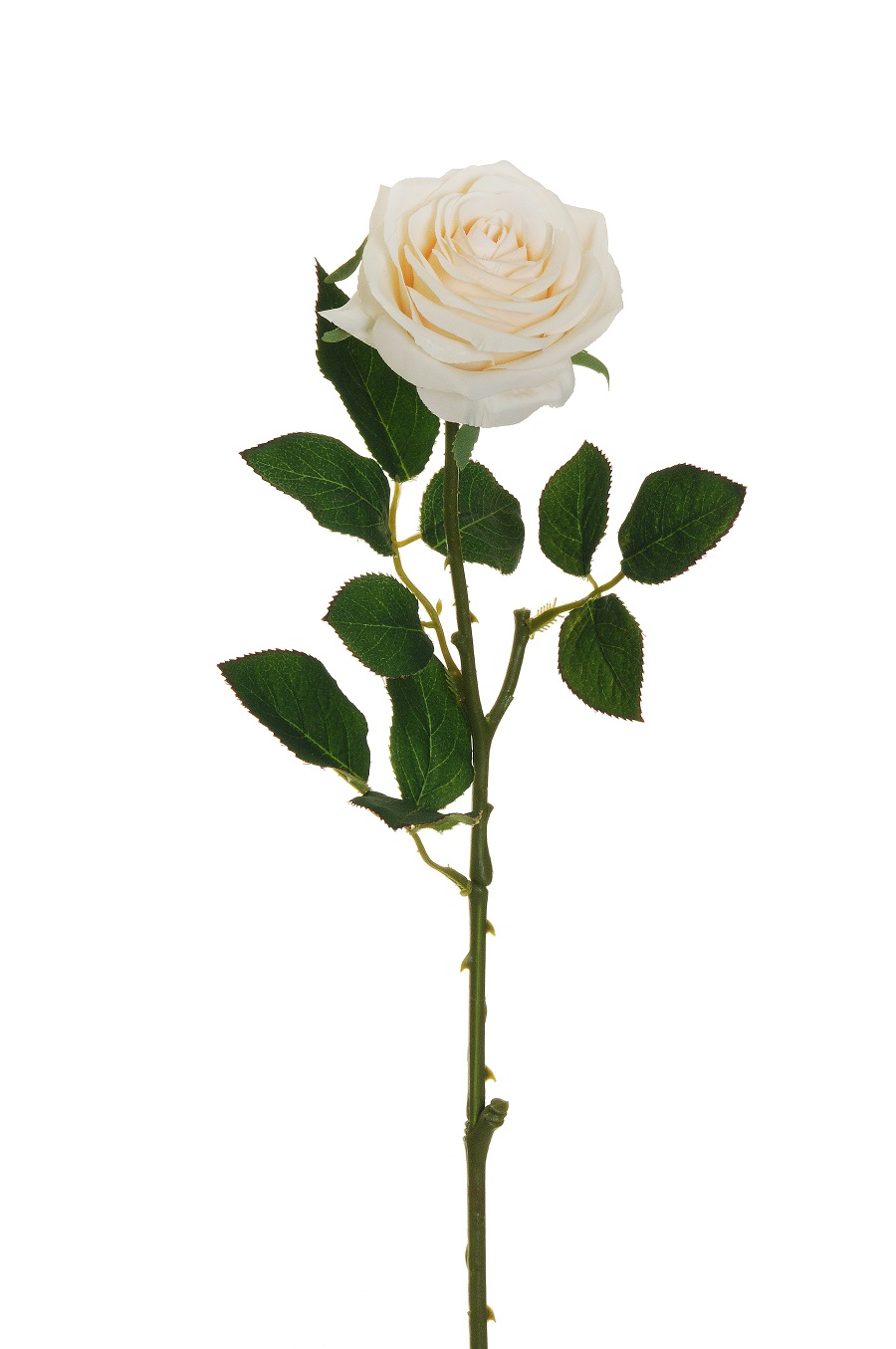 ECUADOR ROSE W/LEAF 65CM. 6PZ. CREMA