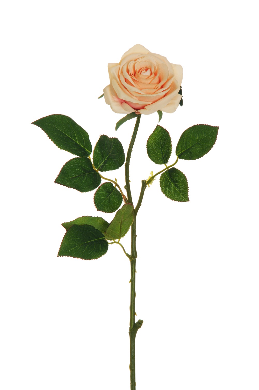 ECUADOR ROSE W/LEAF 65CM. 6PZ. SALMONE