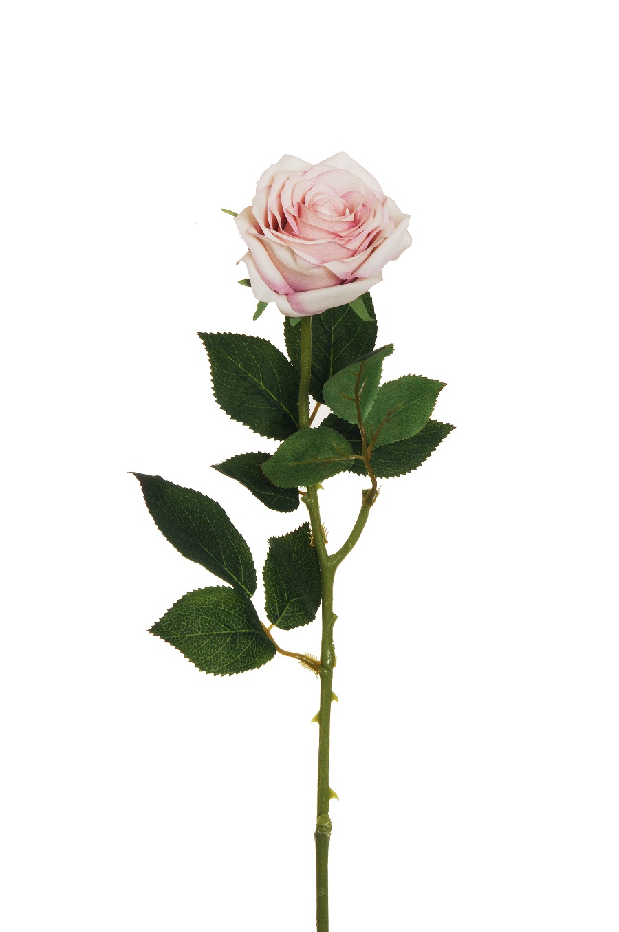 ECUADOR ROSE W/LEAF 65CM. 6PZ. ROSA CH.