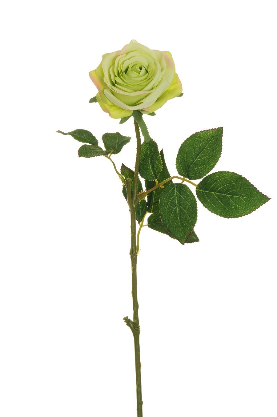 ECUADOR ROSE W/LEAF 65CM. 6PZ. LT GREEN