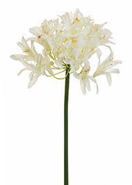 AGAPANTHUS SPRAY 85CM. WHITE