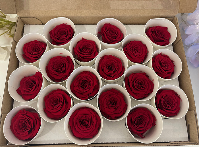 ROSE STABILIZZ.18PZ. XS RED-02 ---NETTO-------