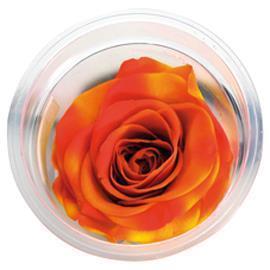ROSES STAB.W-BOX 6PZ. ORANGE