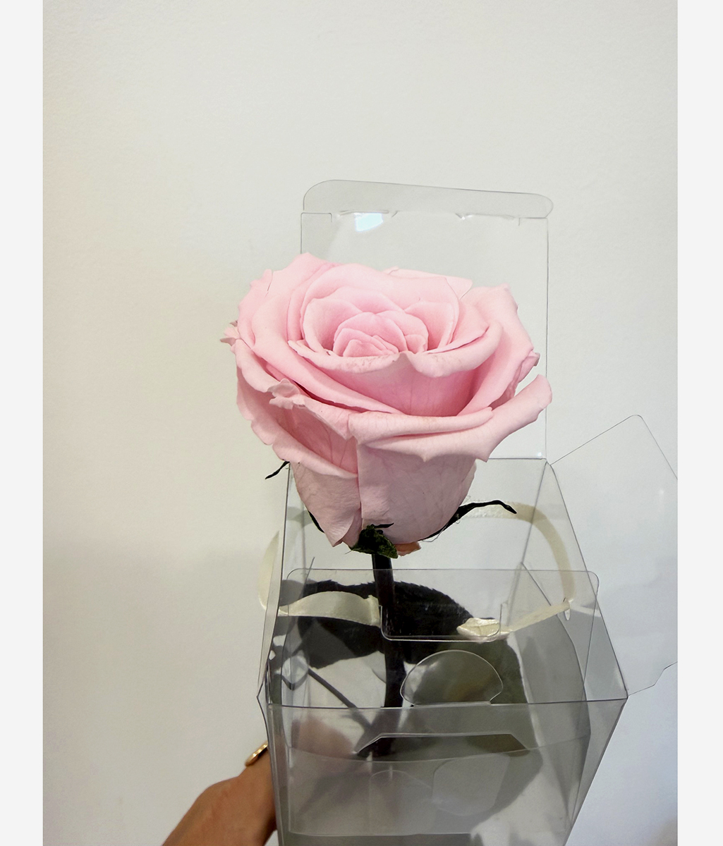 ROSA STAB. A STELO 60CM. DISPLAY PIN-04 ---NETTO-------