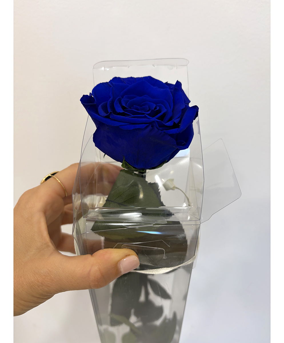 ROSA STAB. A STELO 60CM. DISPLAY BLU-03 ---NETTO-------