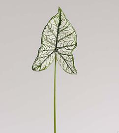 CALADIUM LEAF 83CM. VARIEG.GREEN