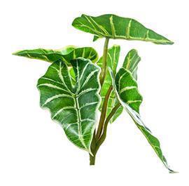 PIANTINA CALADIUM HORTUL. 3PEZZI 16CM.