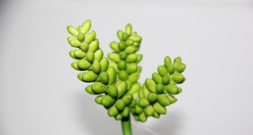 PIANTINA CRASSULA 12CM. 3PEZZI