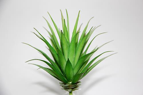 PIANTINA AGAVE AMERICA 16CM. 3PEZZI