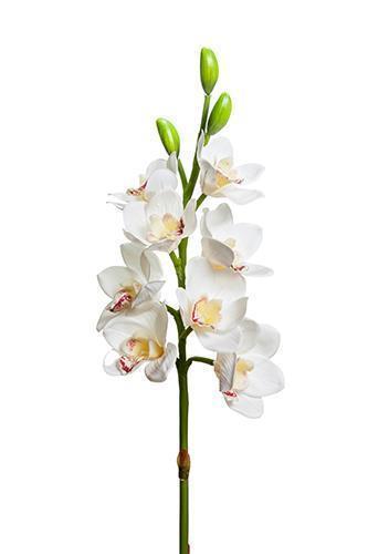 CYMBIDIUM 8FIORI E 3BOCCIOLI 77CM. BIANCO